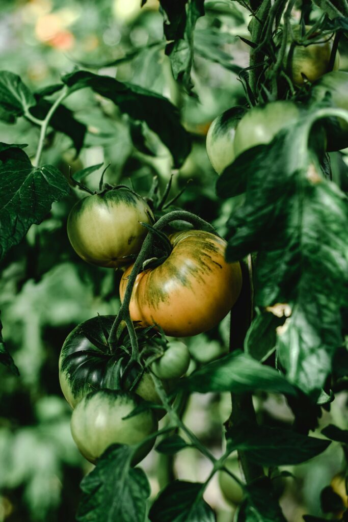 Detailed view of green and ripening tomatoes on the vine amidst lush leaves, showcasing natural growth.